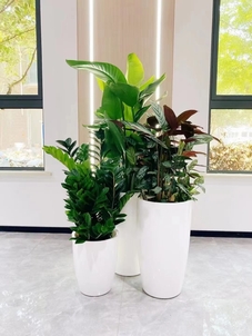 宁波鄞州盆景出租专业