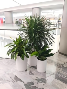 超赞！宁波北仑盆景租赁服务，不容错过！